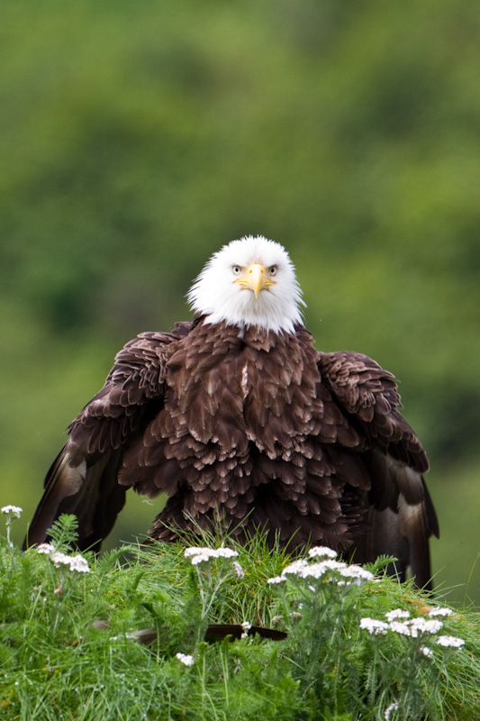 Bald Eagle